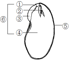 黄豆种子的结构图解图片