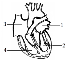 心脏左右心室图简图图片