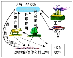 碳循环的过程图解图片
