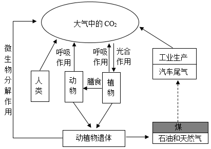碳循环示意图图片