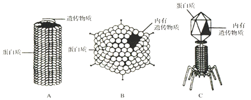 T4噬菌体的结构图片
