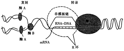 当某些基因转录形成的mRNA分子难与模板链分离时，会形成RNA﹣DNA杂交体，这时非模板链、RNA﹣DNA杂交体共同构成R环结构.研究表明R环结构会影响DNA复制、转录和基因的稳定性等.如图是原核细胞DNA复制及转录相关过程的示意图.分析回答: