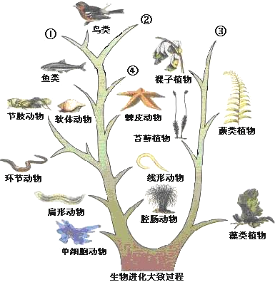 动植物进化大致历程图图片